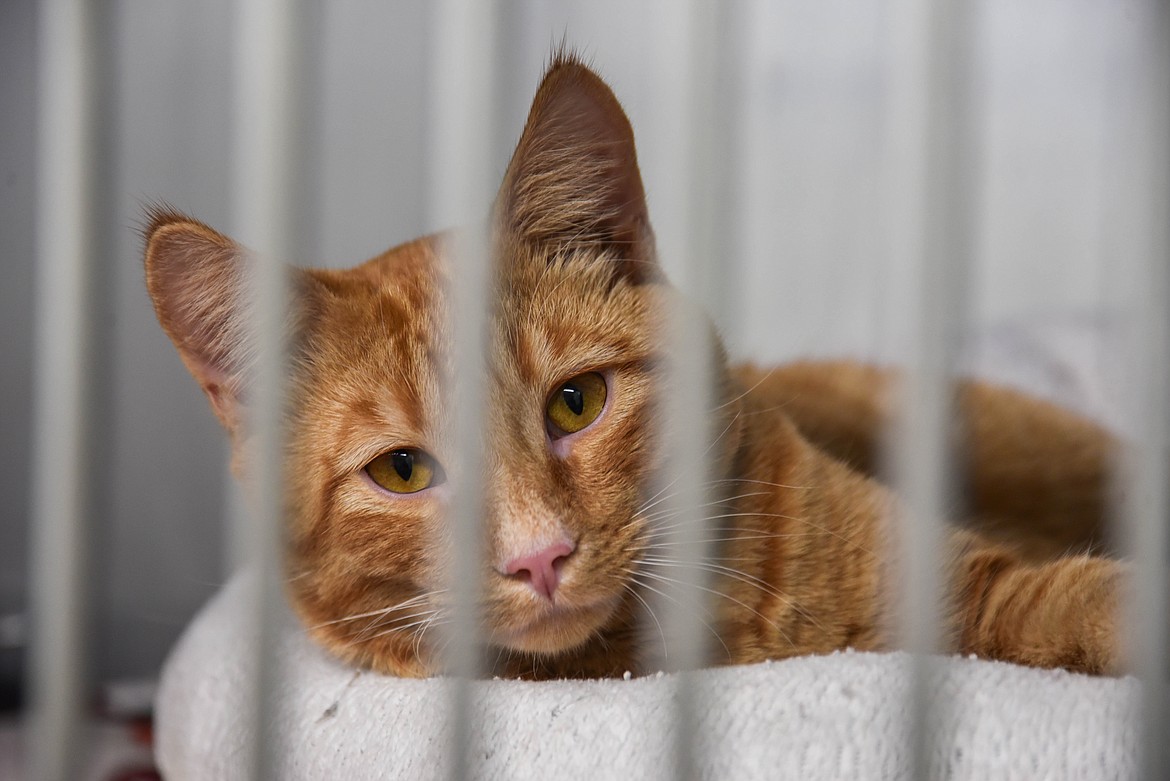 Goose, a cat for adoption at the Flathead County Animal Shelter, is seen in their updated crates. (Kate Heston/Daily Inter Lake)