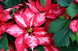 Keep Holiday Houseplants Thriving and Blooming