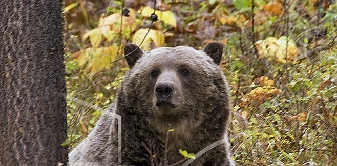 Bears In Montana