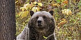 Wildlife conservation groups sue over lack of plan for railroad to reduce grizzly deaths in Montana