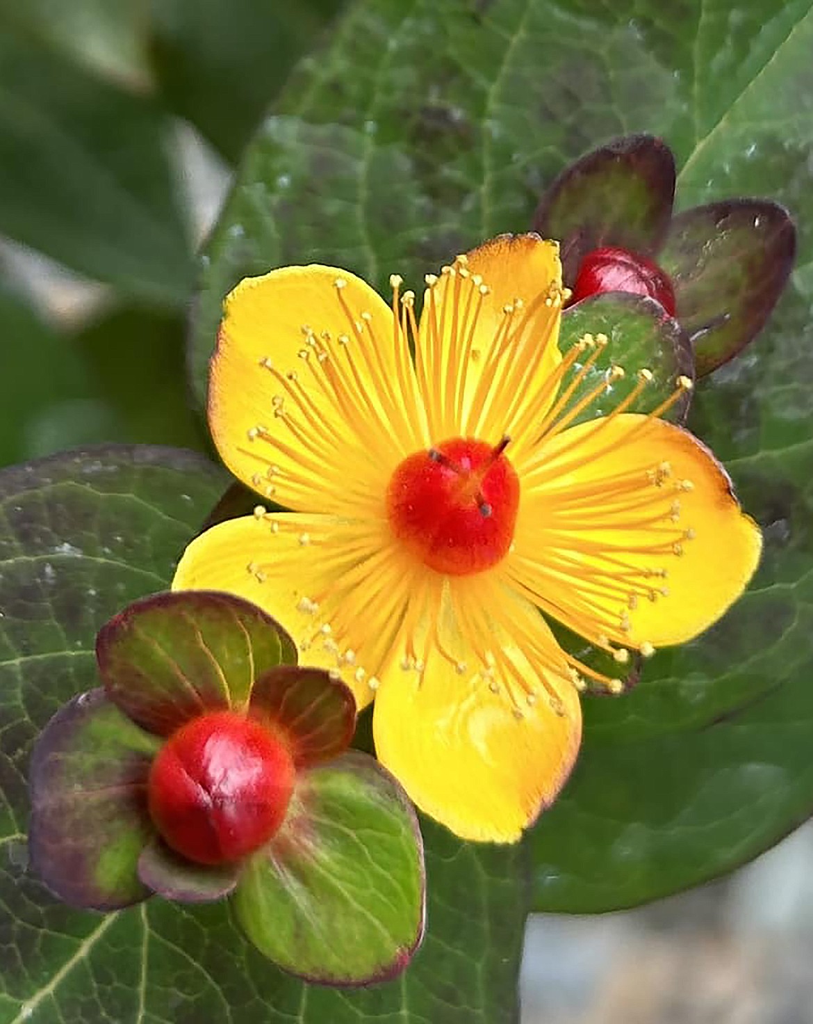 Cami Lines Carris shared this Best Shot of a Saint John's Wart plant in response to a Daily Bee Facebook post asking readers to share their favorite recent photo. If you have a photo that you took that you would like to see run as a Best Shot or I Took The Bee send it in to the Bonner County Daily Bee, P.O. Box 159, Sandpoint, Idaho, 83864; or drop them off at 310 Church St., Sandpoint. You may also email your pictures in to the Bonner County Daily Bee along with your name, caption information, hometown and phone number to bcdailybee@bonnercountydailybee.com.