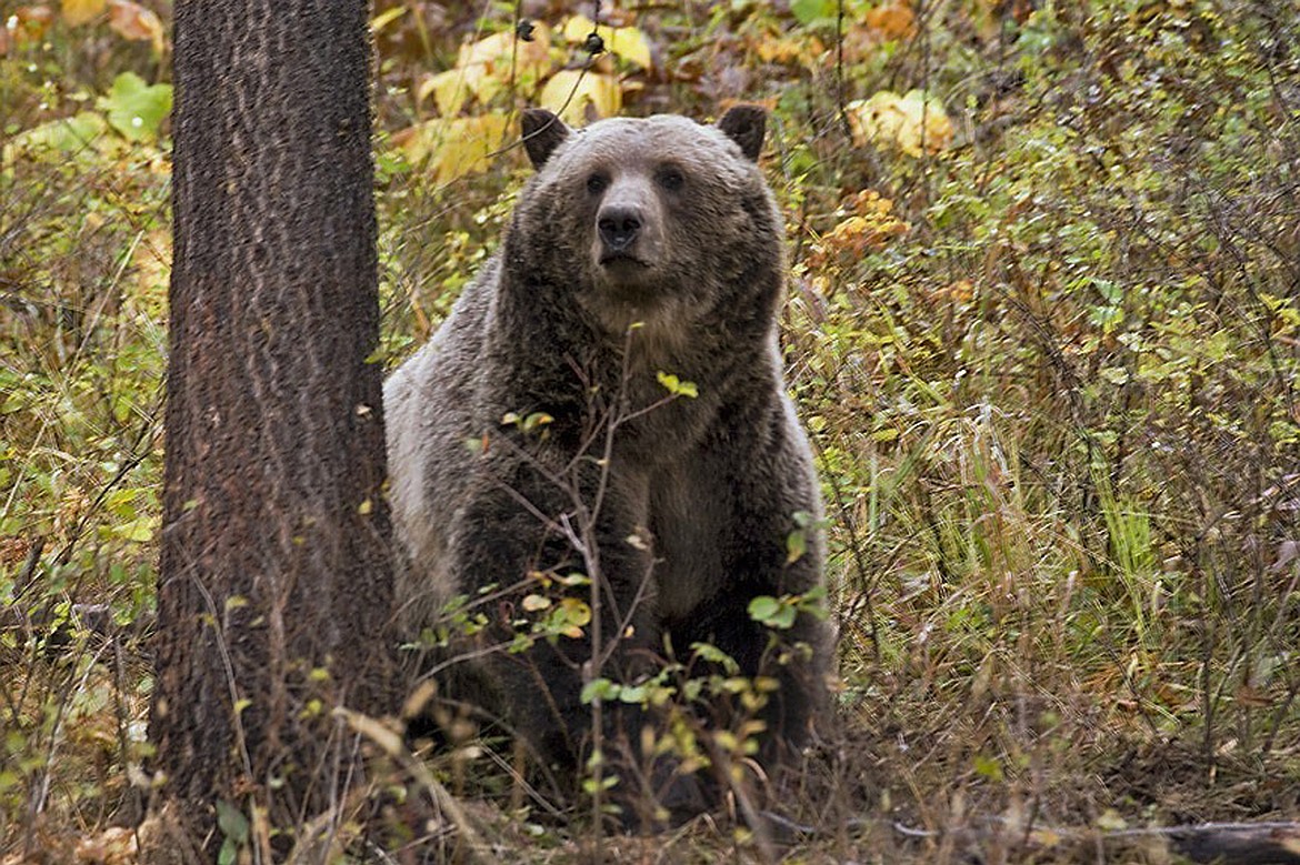 This undated file photo provided by the Montana Fish, Wildlife and Parks shows a sow grizzly bear spotted near Camas, in northwestern Montana. Two wildlife conservation groups have filed a lawsuit on Thursday, Dec. 14, 2023 against BNSF Railway over delays in finalizing a plan to reduce the number of federally protected grizzly bears that are killed by trains in northwestern Montana and northern Idaho.