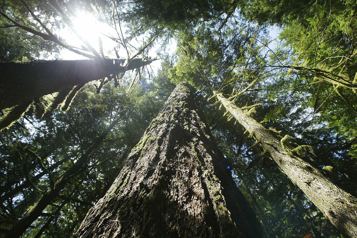 Michael Donnelly stands in a grove of old-growth trees in the off-trail area of the Opal Creek Wilderness area, July 30, 2015, east of Salem, Ore. The Biden administration is moving to conserve groves of old-growth trees on federal lands by revising management plans for all national forests and grasslands in the U.S. (Zach Urness/Statesman-Journal via AP, File)