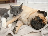 How to successfully introduce new cats to other pets
