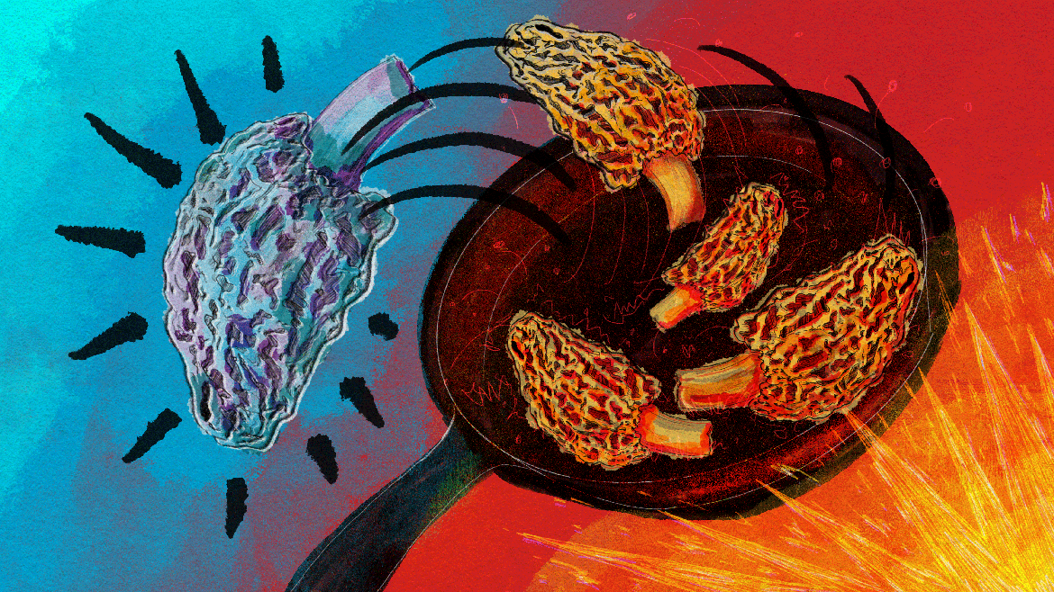 A digital illustration shows morel mushrooms being tossed in a cast iron skillet. (Oona Tempest / KFF Health News)