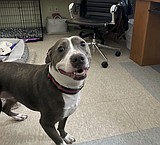 America's animal shelters are overcrowded with pets from families facing economic and housing woes