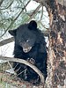 Orphaned black bear cub found along Salmon River Road will be rehabilitated