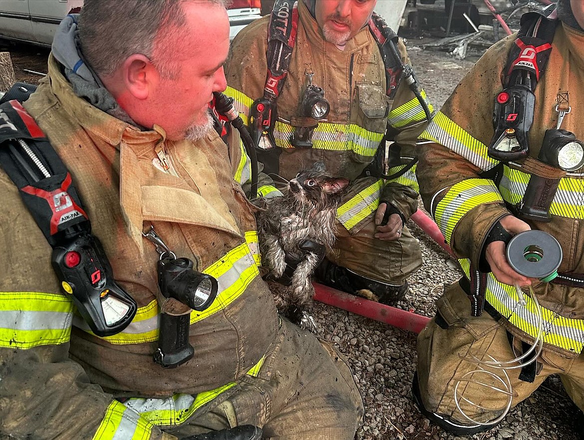 Firefighters tend to one of the cats rescued from a structure fire in Evergreen on Wednesday. (Evergreen Fire Rescue photo)