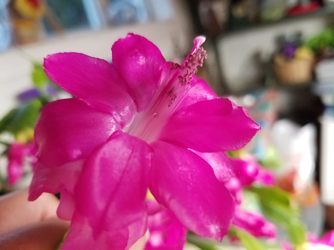 The flowers of a true Christmas cactus are elongated like the Thanksgiving cactus, however the pollen color on the anthers is pink or purple.