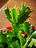Christmas, Thanksgiving or Easter Cactus? How to tell