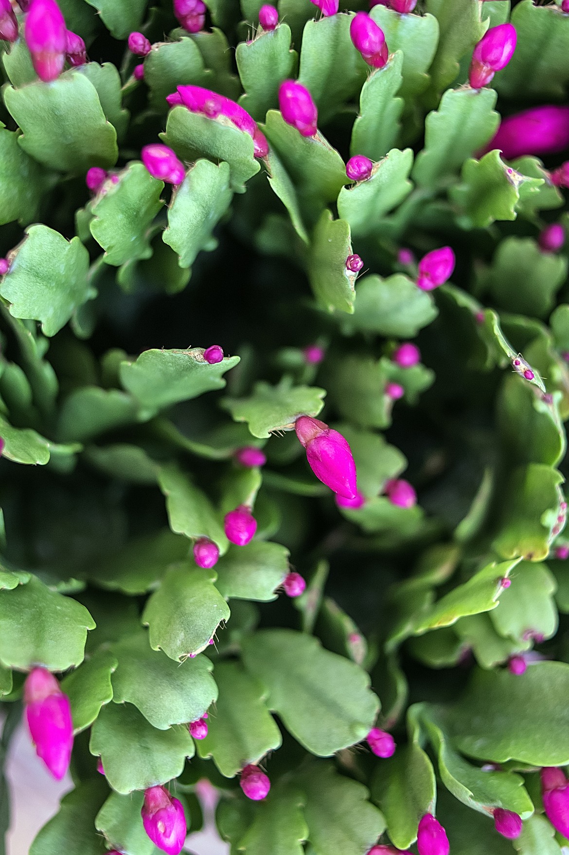 The leaves of the Schlumbergera x buckleyi, or Christmas cactus, are scalloped and not as pointy as the Thanksgiving cactus.