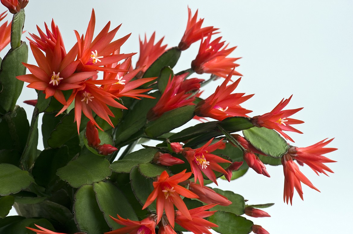 The Easter cactus, Schlumbergera gaertneri, has smooth, rounded leaves and distinct star-shaped flowers.