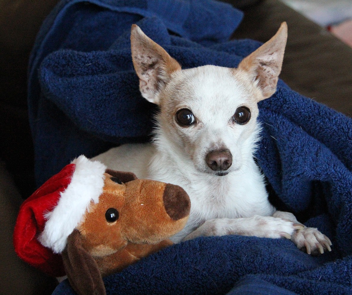 Janice Simeone shared this Best Shot of a four-legged family member dressed up for the holiday season. If you have a photo that you took that you would like to see run as a Best Shot or I Took The Bee send it to the Bonner County Daily Bee, P.O. Box 159, Sandpoint, Idaho, 83864; or drop them off at 310 Church St., Sandpoint. You may also email your pictures to the Bonner County Daily Bee along with your name, caption information, hometown, and phone number to news@bonnercountydailybee.com.