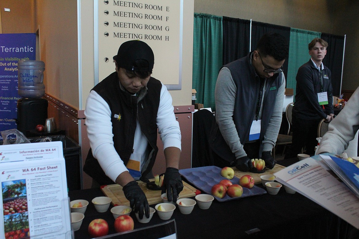 Washington State University tree fruit students cut samples of the new WA 64 apple at the Washington State Tree Fruit Association annual meeting in early December.