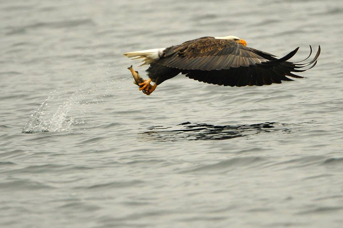 An eagle snares a kokanee from Lake Coeur d'Alene in this recent photograph.