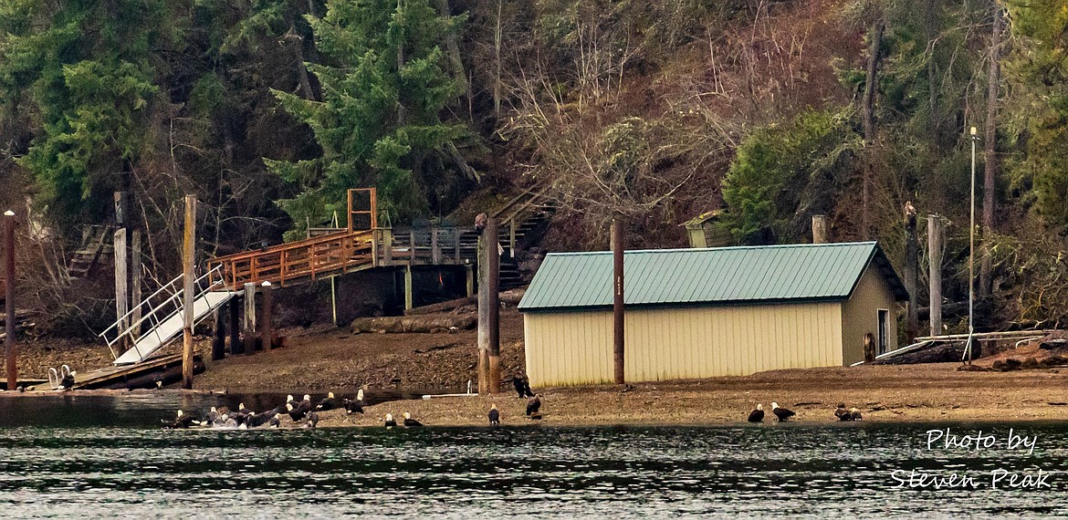 Bald eagles dot the shoreline of Lake Coeur d'Alene in this recent photo by Steven Peak.