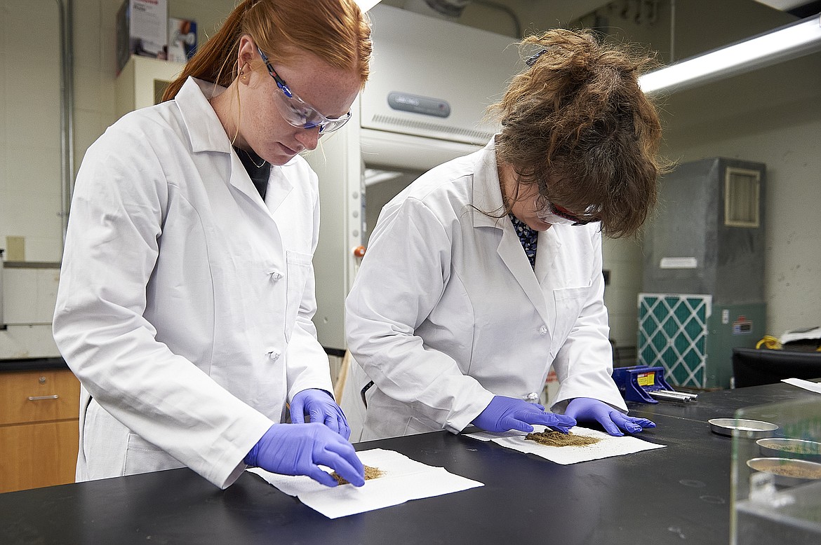 Savanna Wolff, left, and chemistry doctoral student Villő Bécsy-Jakab work with biomass in a lab on Aug. 1, 2023, in Bozeman. Wolff was one of 12 elementary teachers who participated in MSU’s Research Experience for Teachers Program in 2023. (MSU photo by Kelly Gorham)