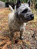 Dog snatched from yard on Christmas