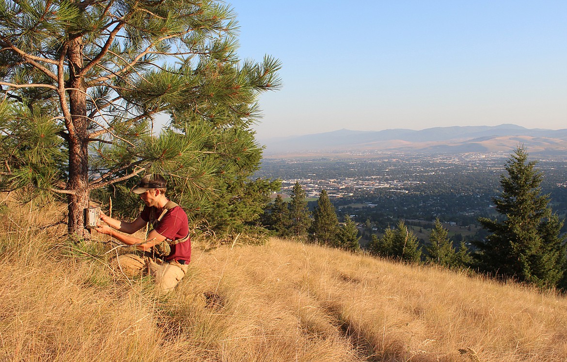 Postdoctoral researcher Chris Hansen installs a trail camera in the high country above Missoula to study the effects of urbanization on mammal diversity. (UM News Service photo)