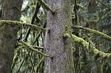 As tree species face decline, ‘assisted migration’ gains popularity in Pacific Northwest
