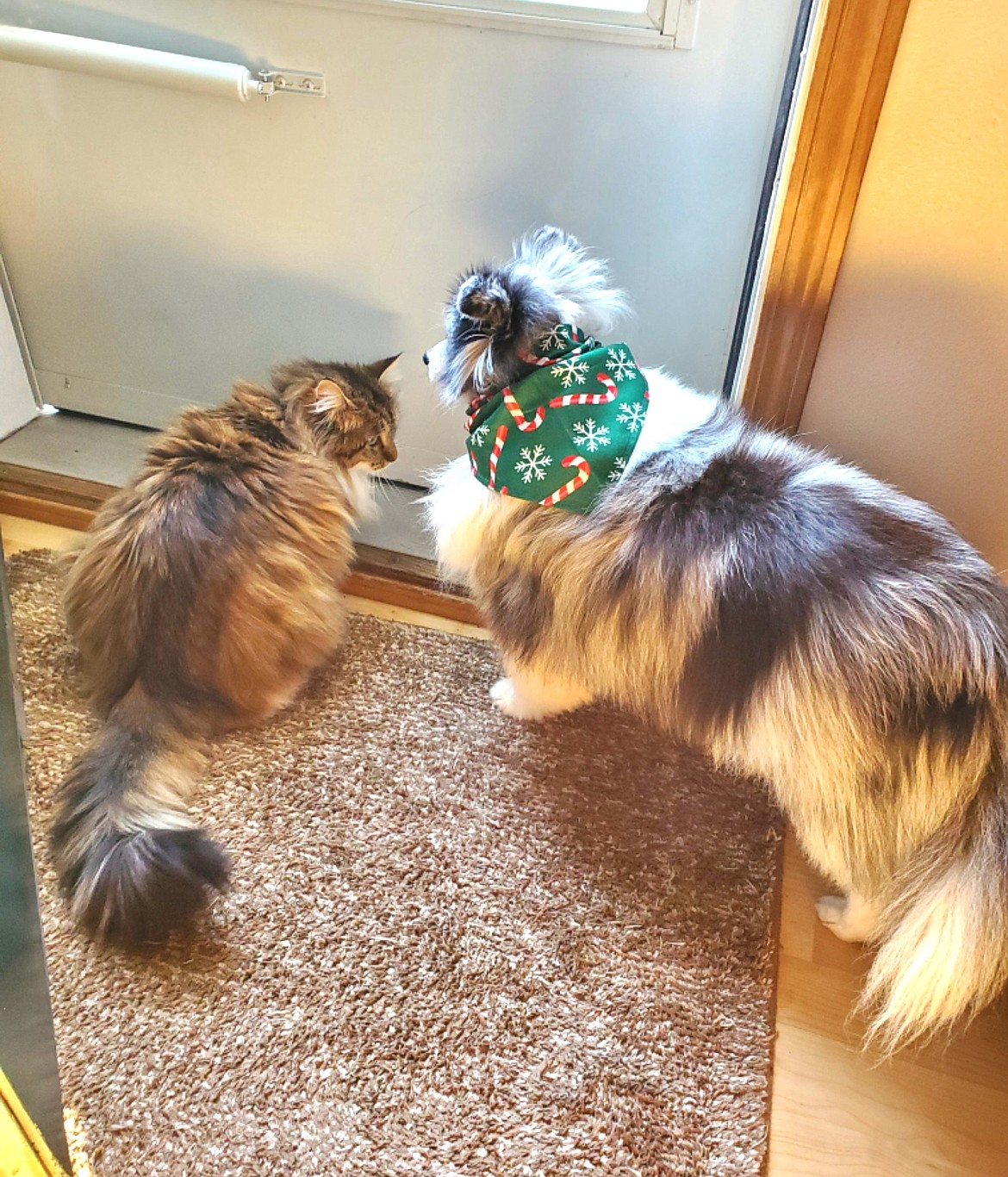 Elsie and Dahlia wait by the door to go for walk in their Sanders Beach neighborhood.