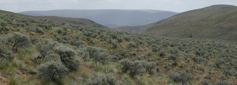 Upper Dry Gulch Natural Area Preserve is a 320-acre piece of land that protects the largest known population of Whited’s milkvetch, a state-listed endangered plant species that is found only within a 3-square-mile area. Situated in the arid mountains southeast of Wenatchee, this site is dominated by a native shrub and bunchgrass (shrub-steppe) ecosystem that is recovering from past land uses.