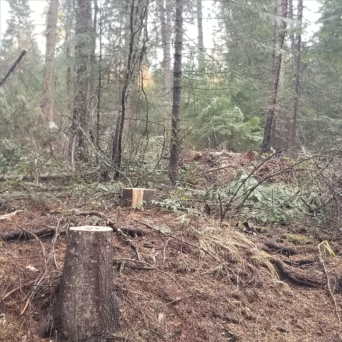 Tree stumps are seen this fall at Camp Easton, a Boy Scout camp on the east side of Lake Coeur d'Alene where trees are being removed.