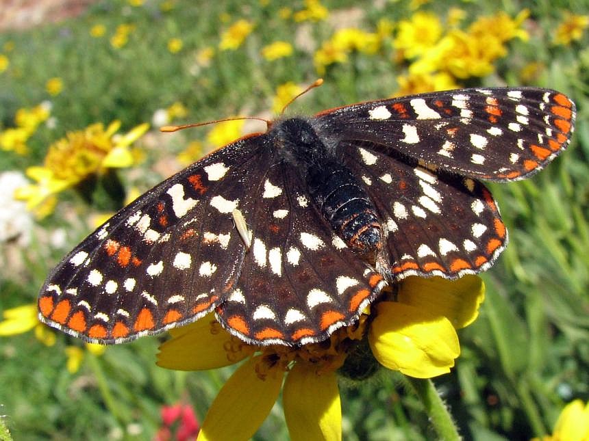 According to the Washington Department of Fish and Wildlife, the Taylor’s checkerspot is listed as endangered under the Endangered Species Act. It is found in eight locations in Washington, two in Oregon, and another in Canada. The species is sensitive to environmental changes.