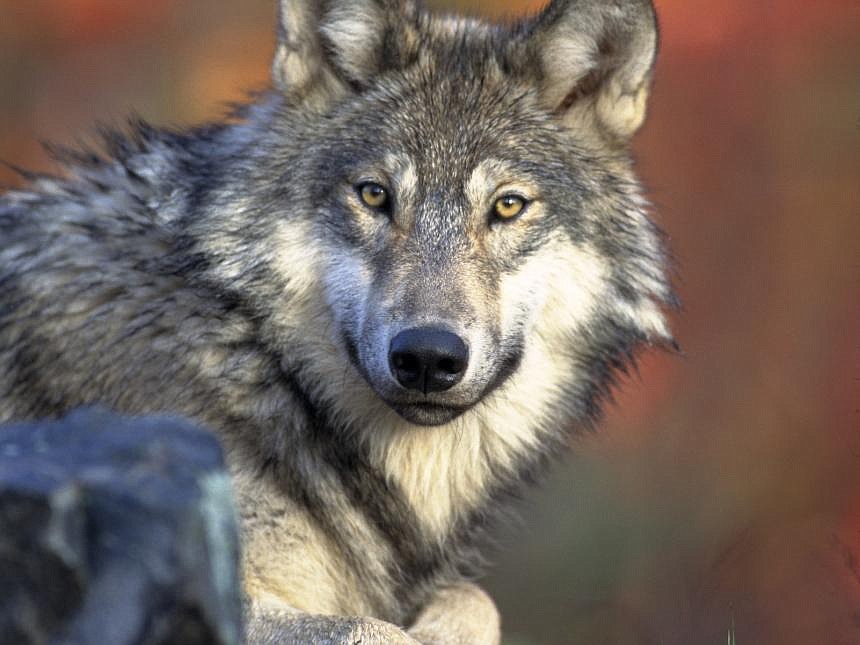 The gray wolf is listed as endangered via the Endangered Species Act, which turned 50 in 2023. The wolf has been delisted in some areas where populations have been bolstered, but overall the species remains endangered.