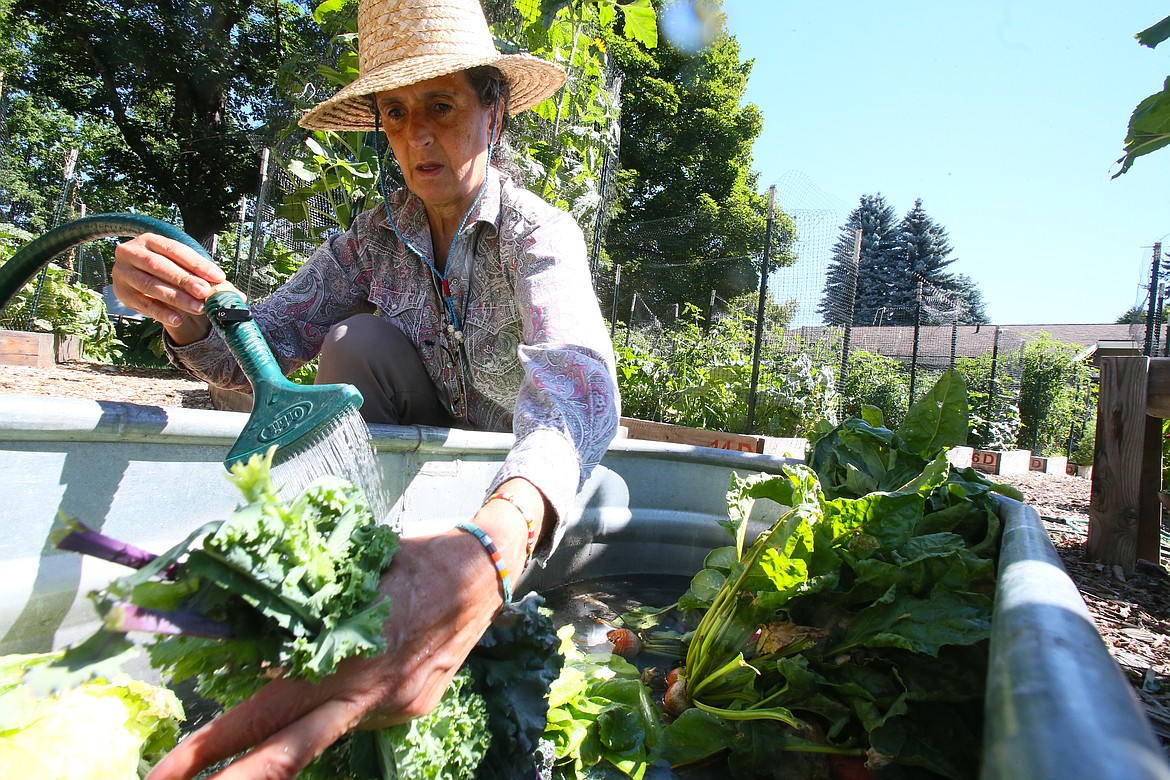 Shared Harvest Community Garden board member Felicia Echeverria rinses kale, cabbage, beets and other veggies in a garden trough July 18 as she and others prepare produce to be donated to a local food kitchen.