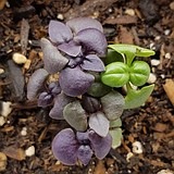 How to Satisfy the Urge to Start Garden Seeds in January