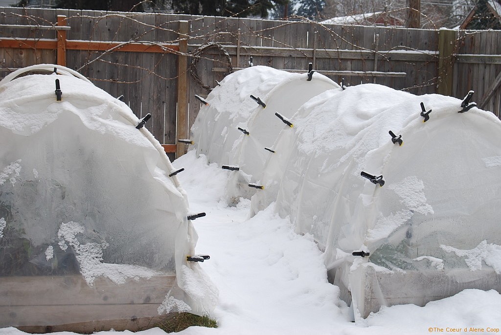 Tunnels put up in late winter will melt any snow and warm the soil in preparation for early spring planting.