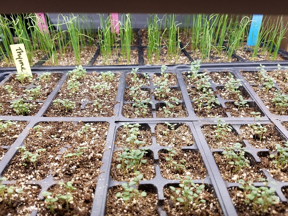 Thyme and chive seedling can take a while to mature, making them a good choice to start in mid-January.