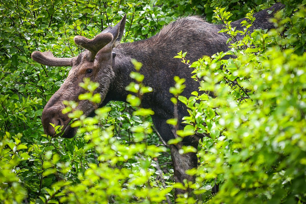 A moose grazes in the brush along the Iceberg Lake Trail in Many Glacier on Sunday, June 18. (Casey Kreider/Daily Inter Lake)