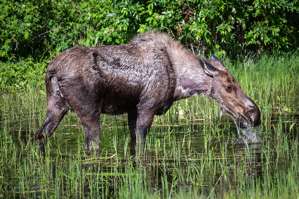 A moose grazes in a marsh along Highway 89 near Browning on Sunday, June 18. (Casey Kreider/Daily Inter Lake)
