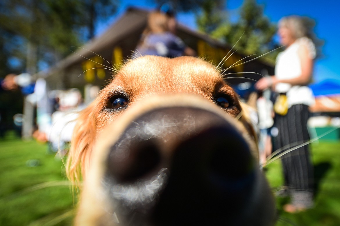 Golden retrievers and their owners gather at Haymoon Resort in Whitefish for GoldenStock Montana to support Montana Precious Gold, Golden Retriever Rescue of Montana on Saturday, Sept. 16. (Casey Kreider/Daily Inter Lake)