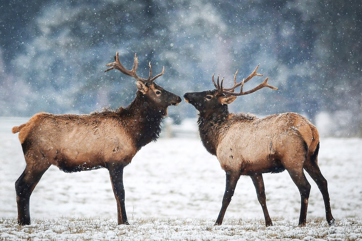 Two bull elk stand in a snowy field apart from the rest of the herd near Highway 206 on Friday, Dec. 1. (Casey Kreider/Daily Inter Lake)