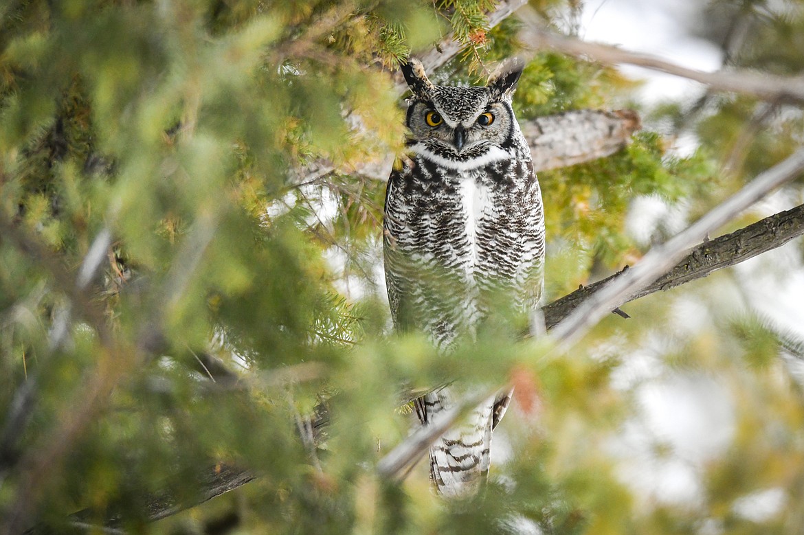 A great horned owl perches in a tree near Egan Slough on Sunday, Feb. 12. (Casey Kreider/Daily Inter Lake)