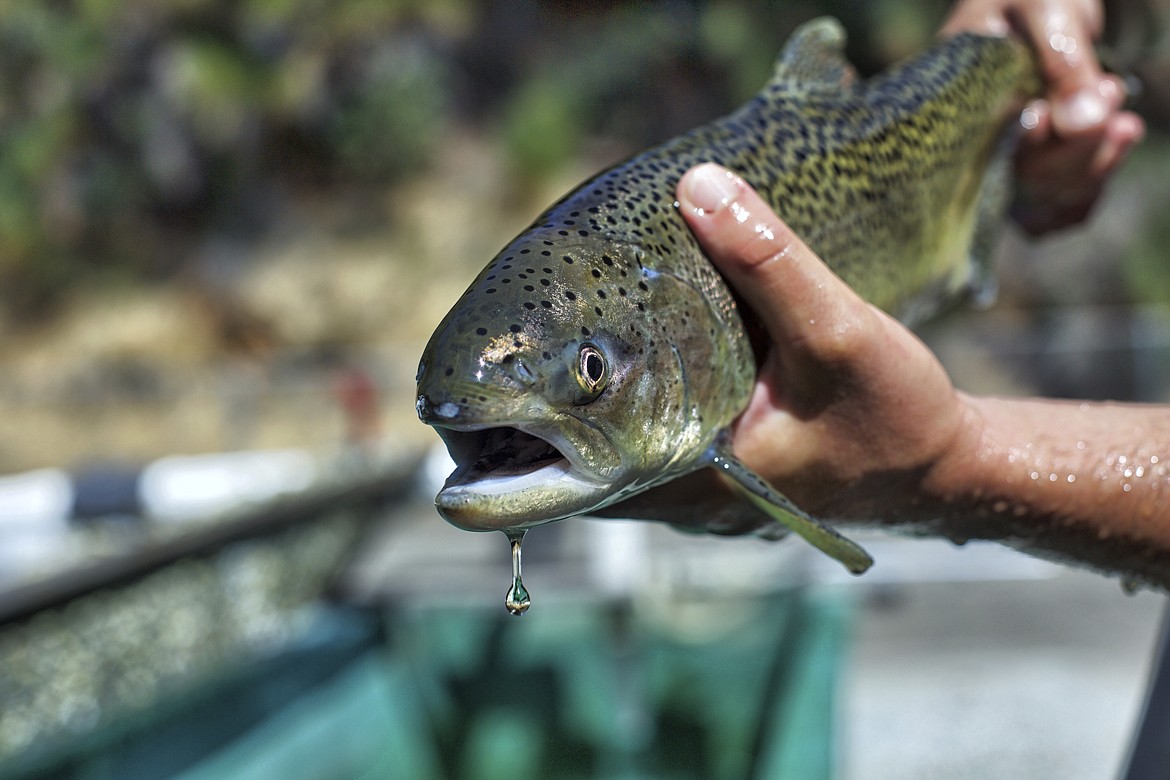 This August 2017 photo provided by the U.S. Fish and Wildlife Service shows a winter-run Chinook salmon. About half of government spending on threatened and endangered species goes toward efforts to conserve two types of fish, salmon and steelhead, along the U.S. West Coast. (Steve Martarano/U.S. Fish and Wildlife Service via AP, File)