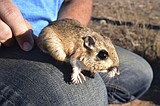 Most money for endangered species goes to a small number of creatures, leaving others in limbo