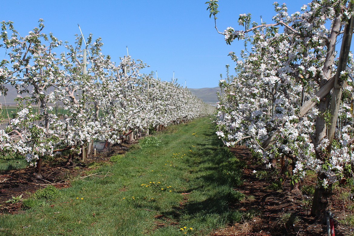 Apple trees bloom in an orchard near Mattawa. The Mattawa and George areas are among 16 identified in a report by the state Department of Ecology as overburdened by air pollution.