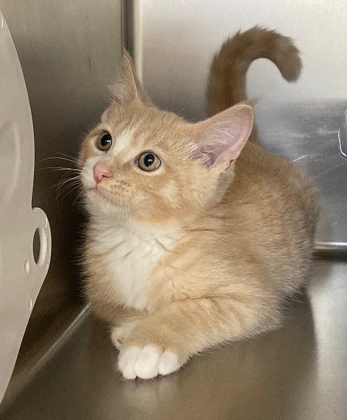 A kitten evaluates a visitor at Grant County Animal Outreach. The project to build a new shelter received funding from Grant County and the city of Moses Lake.