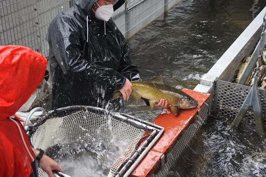 A photo of operations at a Washington salmon fishery, the subjects of the updated North of Falcon policy draft for 2024 to 2028, which the Washington Department of Fish and Wildlife recently opened for public comment.