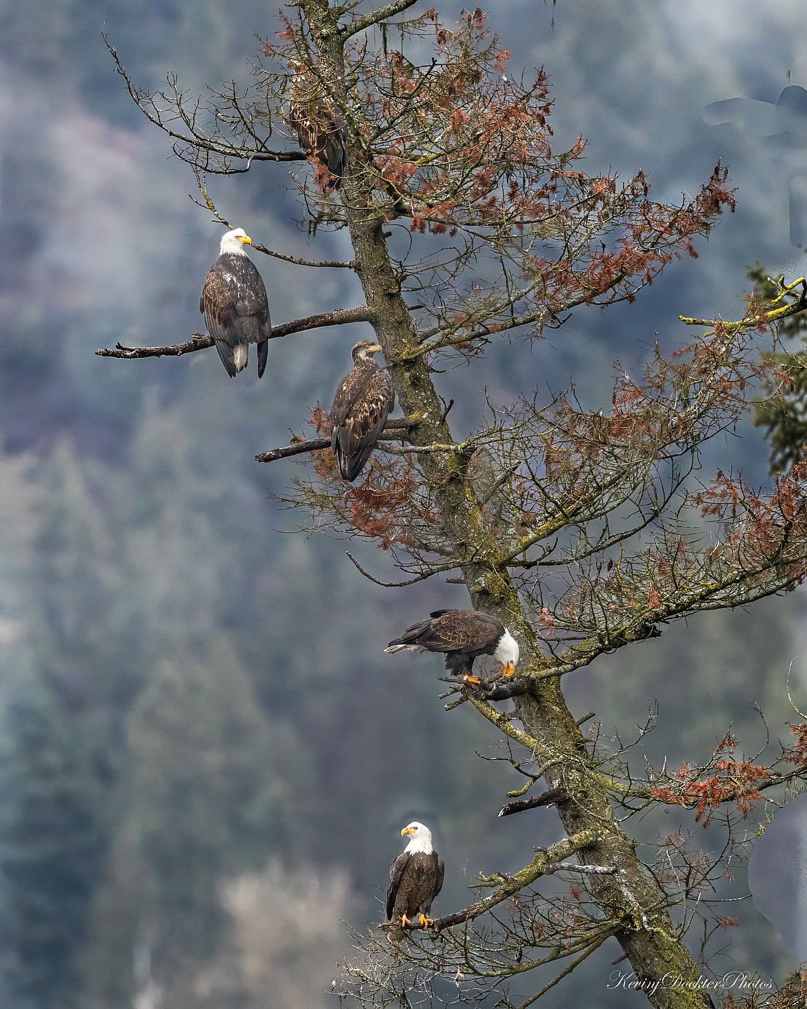 Bald eagles survey their surroundings from tree branches in this recent photo taken near Higgens Point.