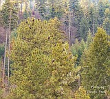 Eagle count still high