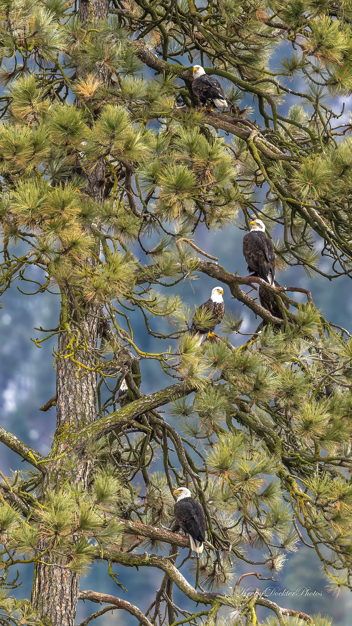 Bald eagles are hanging around Lake Coeur d'Alene in record numbers this year.