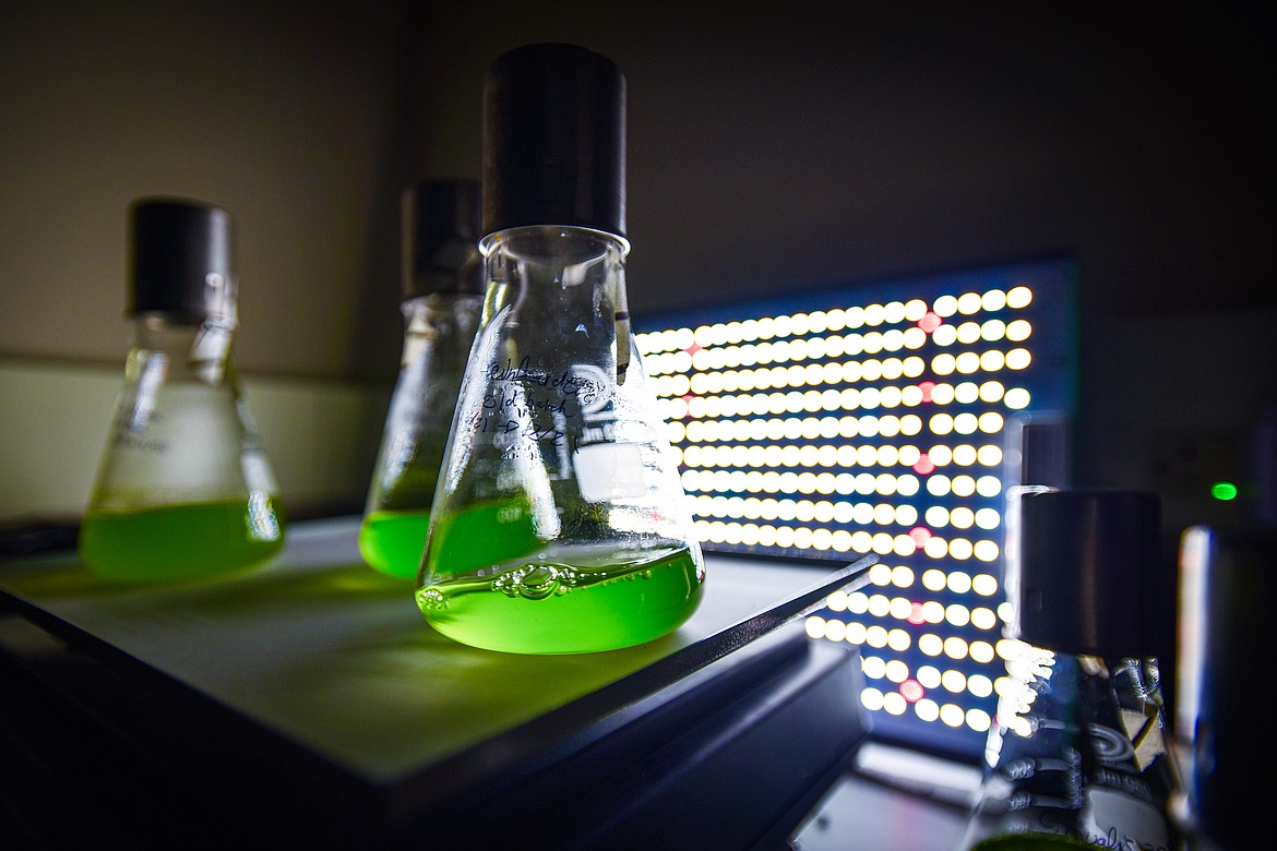 Algae samples are cultivated inside one of the laboratories at Flathead Lake Biological Station on Wednesday, Jan. 3. (Casey Kreider/Daily Inter Lake)