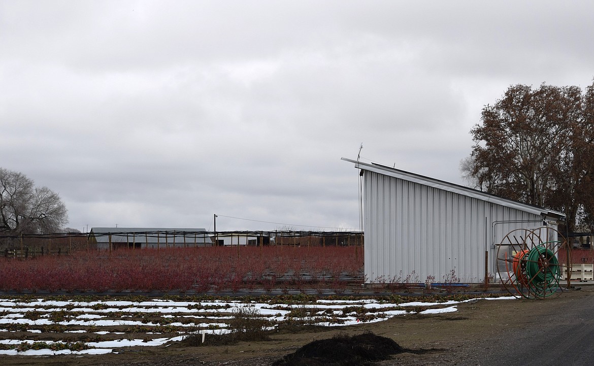 Basin Farmworks, located in Othello, grows produce that supplements Ironworks Cafe and Market. Erika Rattray, who runs both businesses, plans on installing a new composting system using Ironworks food waste.