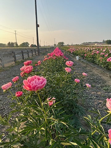 Flowers grown at local Othello farm Basin Farmworks. The farm also grows produce that is sold at Ironworks Cafe and Market, also in Othello.