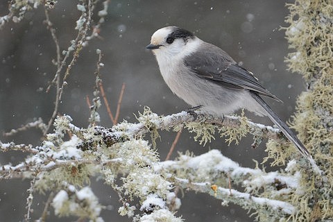 A Canada Jay. (Patrick Maurice photo)